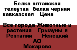 Белка алтайская телеутка, белка черная кавказская › Цена ­ 5 000 - Все города Животные и растения » Грызуны и Рептилии   . Ненецкий АО,Макарово д.